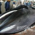 Japan’s Latest Plan of Whaling Provides no Scientific Reason for Slaughter: IWC Panel Japan’s Latest Plan of Whaling Provides no Scientific Reason for Slaughter: IWC