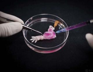 World’s First Lab-Grown Biolimb developed 