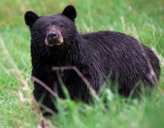 Bear hunting ban to affect Maine