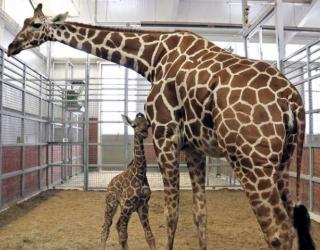 Dallas Zoo’s newborn giraffe named ‘Kopano’