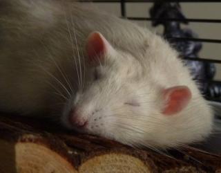 Rats Dream of Desired Future