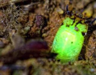 Mysterious Glowing Worm discovered in Peruvian Rainforest