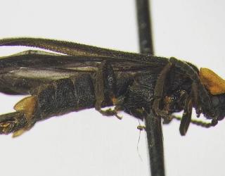 UC Riverside Undergraduate Student discovers New Species of Firefly