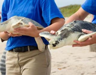 Pittsburgh Zoo & PPG Aquarium Working Towards Rehabilitation of Sea Turtles