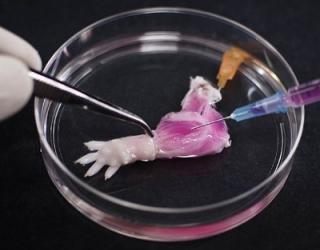 World’s First Lab-Grown Biolimb Raises Hopes of Replication in Humans