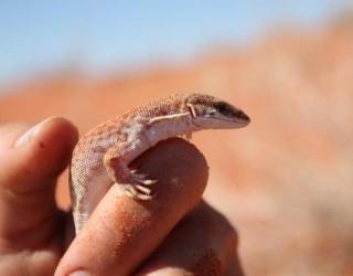 World’s Smallest Species of Goanna an Evolutionary Marvel, say Scientists