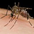 Maine health experts issues Chikungunya warning