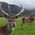 Video showing Game Warden Freeing Two Entangled Whitetail Bucks goes Viral Onlin