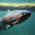 Rise in Freshwater Acidification Poses Danger to Pink Salmon Survival