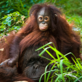 Experts gather at Houston Zoo as part of efforts to save orangutans