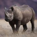 Texas Hunter finally gets to Hunt Black Rhino