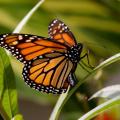 80% decline in Monarch butterflies population in 21 years