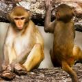 Louisiana Primate Research Facility Worker Likely Exposed to Deadly Bacterium