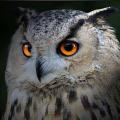 Wildlife Groups file Petition to list California Spotted Owl under Endangered Sp