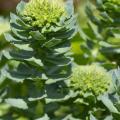 Roseroot herb could be effective alternative treatment for depression